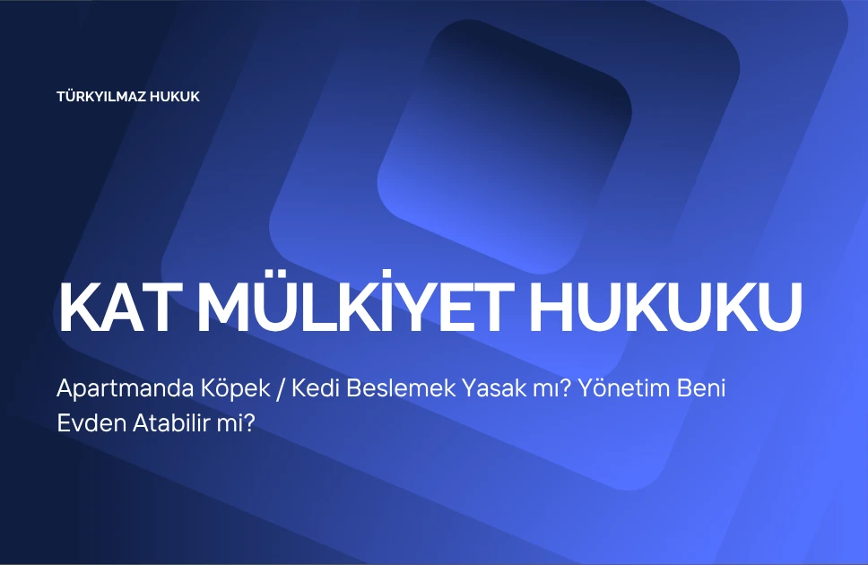 Apartmanda Köpek / Kedi Beslemek Yasak mı? Yönetim Beni Evden Atabilir mi?